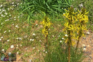 Asphodeline lutea